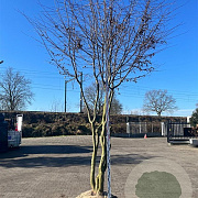 Carpinus betulus 350-400 cm cont. 500L dakvorm meerstammig Solitair