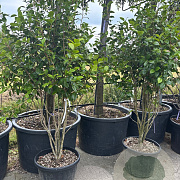 Camellia japonica 'Purity' GM container meerstammig