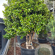 Camellia japonica 250 cm cont. 375L meerstammig solitair