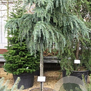 Cedrus deod. 'Feelin' Blue' 60 cm stam 15L