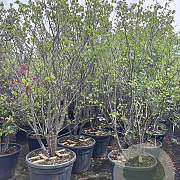 Cercis siliquastrum 200-250 cm cont. 130L solitair