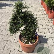 Cotoneaster dammeri GM container