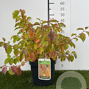 Cornus sang. 'Winter Beauty' 30-40 cm 3,0L