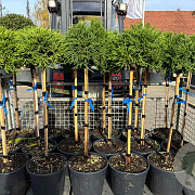 Cryptomeria j. 'Little Champion' 80 cm stam 18L