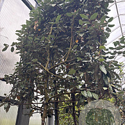 Elaeagnus ebbingei 4-6 HO container lei 100x100 180 cm stam