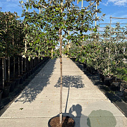 Elaeagnus ebbingei halfstam container lei 120x120