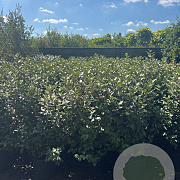 Elaeagnus ebb. 'Compacta' 100-120 cm 18L