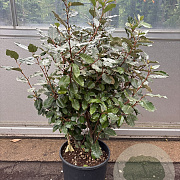 Elaeagnus ebb. 'Compacta' 100-125 cm 18L