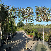 Elaeagnus ebb. 'Compacta' 6-8 HO container 180 lei 100x80