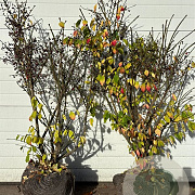 Euonymus alat. 'Compactus' 100-125 cm container meerstammig