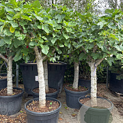 Ficus carica 35-40 HA cont. 150L