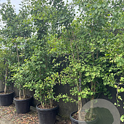 Ginkgo biloba 250-300 cm cont. 90L extra
