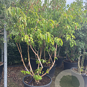 Heptacodium miconioides 200-250 cm cont. 160L meerstammig