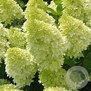 Hydrangea pan. 'Limelight' 100-125 cm container meerstammig
