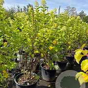 Hydrangea pan. 'Limelight' 125-150 cm container 