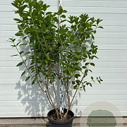 Hydrangea pan. 'Limelight' 150-175 cm container meerstammig