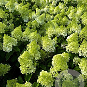Hydrangea pan. 'Polar Bear' 140-160 cm cont. 160L meerstammig solitair
