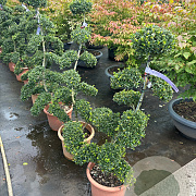 Ilex crenata 'Kimmei' 100-120 cm 12L bossig