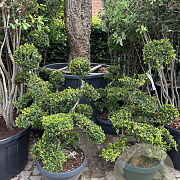 Ilex crenata 'Kimmei' 120-140 cm 45L schaalvorm