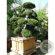 Ilex crenata 'Kimmei' 160-180 cm container bonsai