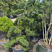 Ilex crenata 'Kimmei' 170-180 cm cont. 60L bonsai