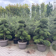 Ilex crenata 'Kimmei' GM container decopot bonsai