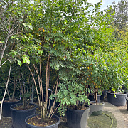 Koelreuteria paniculata 200-250 cm cont. 80L meerstammig