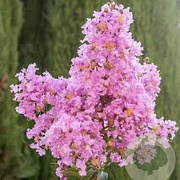 Lagerstroemia 'Lipan' 18-20 HO cont. 90L