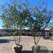 Ligustrum sinense 300-350 cm cont. 450L meerstammig