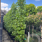 Liquidambar s. 'SlenderSilhouette' 250-300 cm 30L
