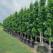 Liquidambar s. 'SlenderSilhouette' 300-400 cm container