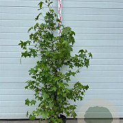 Liquidambar styraciflua 125-150 cm container meerstammig