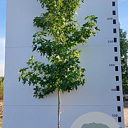 Liquidambar s. 'Worplesdon' 10-12 HO container 