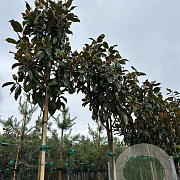 Magnolia grand. 'Goliath' 14-16 HO container 125 cm stam LEIVORM