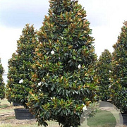 Magnolia grand. 'Little Gem' 70-90 cm 15L