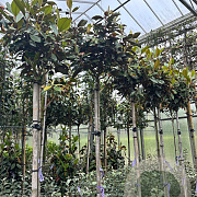 Magnolia grand. 'Little Gem' hoogstam 25L