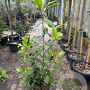 Magnolia grandiflora 'Praecox' 100-125 cm 12L