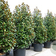 Magnolia grandiflora 'Praecox' 10-12 HO cont. 55L
