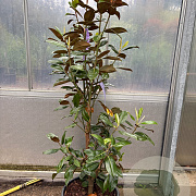 Magnolia grandiflora 140-160 cm container