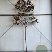 Magnolia grandiflora 14-16 HO container 125 cm stam LEIVORM