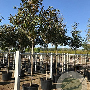Magnolia grandiflora 16-18 HO container