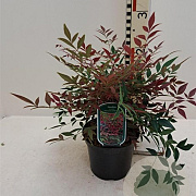 Nandina d. Obsessed 25-30 cm 10L