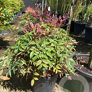 Nandina d. Obsessed 30-40 cm 12L