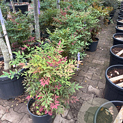 Nandina d. Obsessed GM cont. 90L