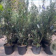 Olea e. 'Cipressino' 60-80 cm 9L