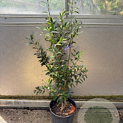 Olea europaea GM cont. 90L
