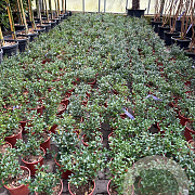 Osmanthus burkwoodii 10-15 cm 2,0L