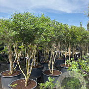 Osmanthus burkwoodii 150-200 cm cont. 130L meerstammig