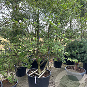 Osmanthus burkwoodii 200-250 cm cont. 130L meerstammig