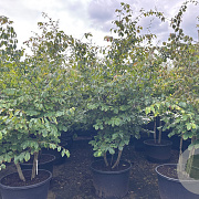 Parrotia persica 250-300 cm cont. 160L meerstammig